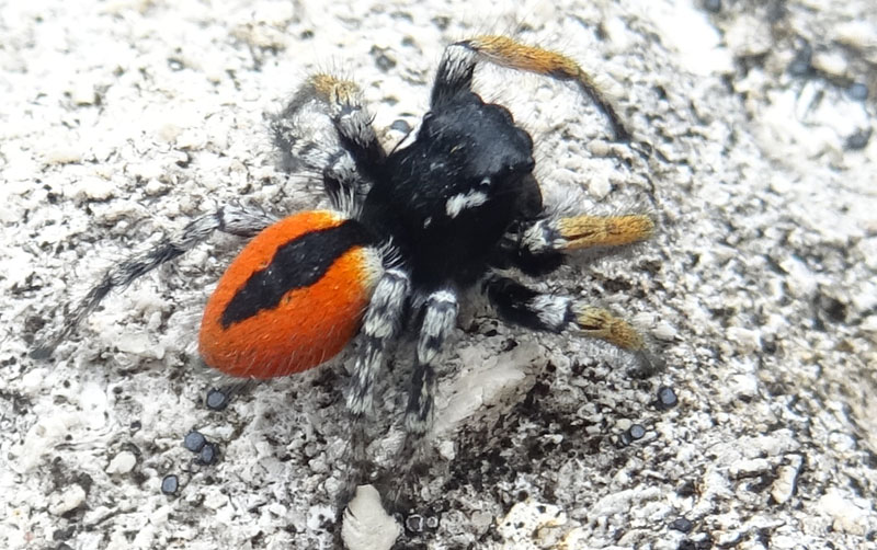 maschio di Philaeus chrysops - Salticidae